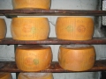 The KING of cheese-Parmigino-Reggiano
